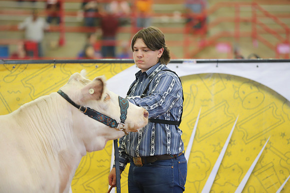 EastTexasStateFair-BritishHeifers-002