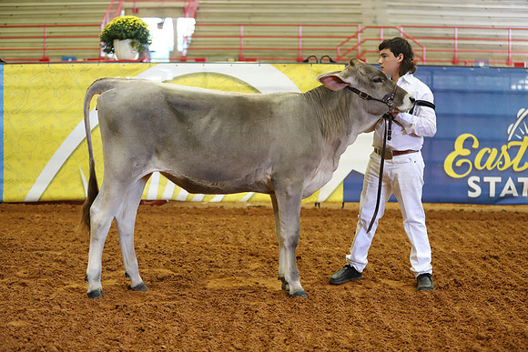East Texas State Fair - Dairy Show-346