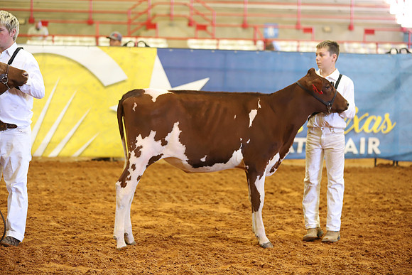 East Texas State Fair - Dairy Show-219