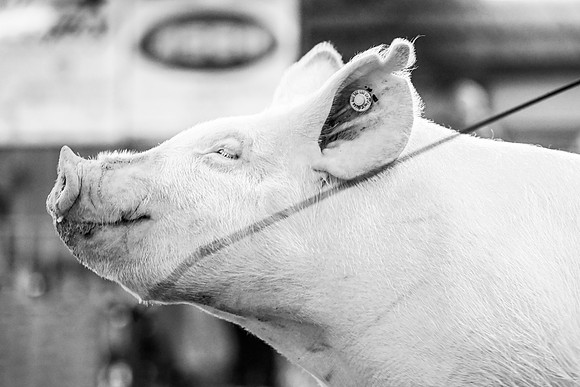 DSC_6045
