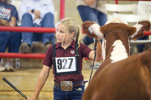 EastTexasStateFair-BritishHeiferShowmanship-73