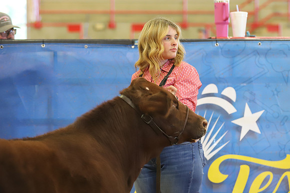 East Texas State Fair - Steer Show-108