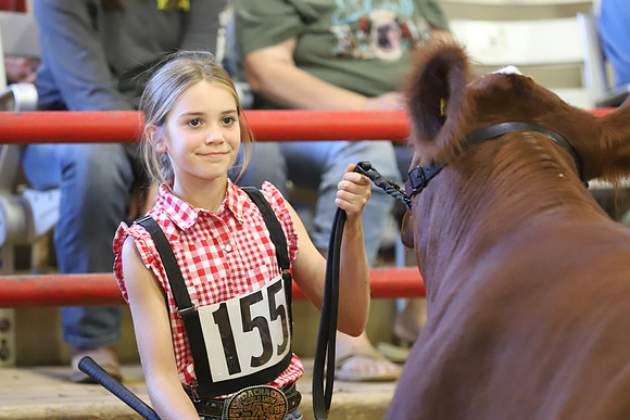 East Texas State Fair - Steer Show-103