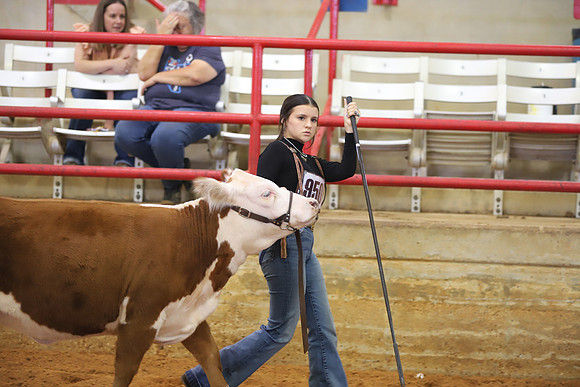 EastTexasStateFair-BritishHeiferShowmanship-46
