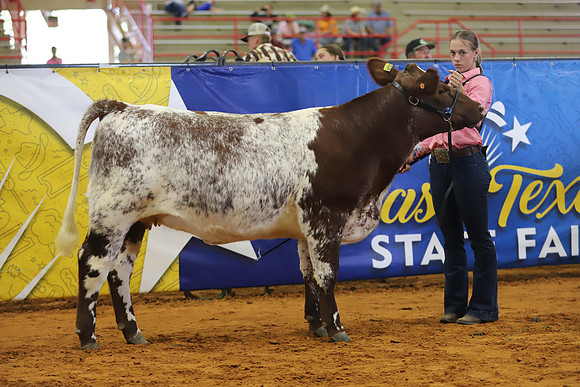 EastTexasStateFair-BritishHeifers-022