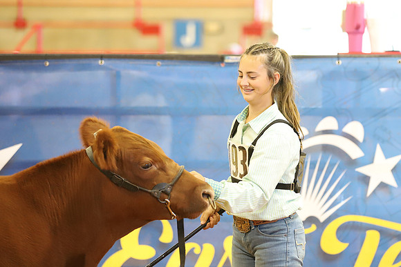 East Texas State Fair - Steer Show-113