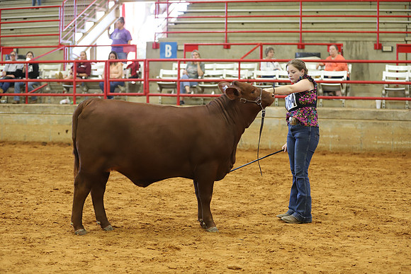 EastTexasStateFair-JBBAHeiferShowmanship-02