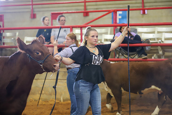 EastTexasStateFair-BritishHeiferShowmanship-14