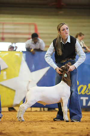 East Texas State Fair - Goat Show-004