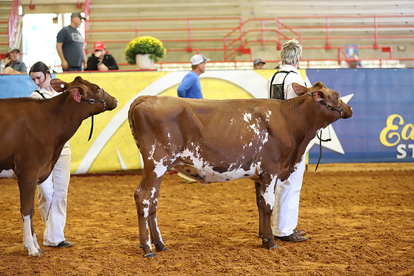 East Texas State Fair - Dairy Show-215