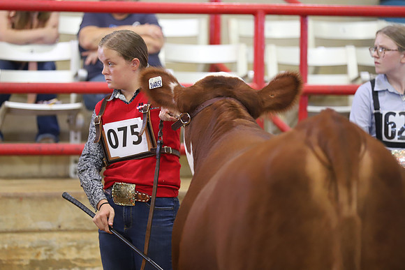EastTexasStateFair-BritishHeiferShowmanship-49