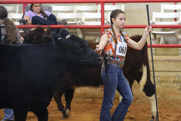 EastTexasStateFair-BritishHeiferShowmanship-18