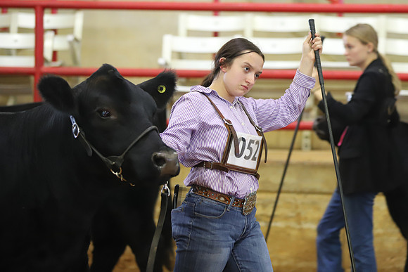 EastTexasStateFair-BritishHeiferShowmanship-20