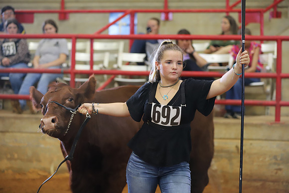 EastTexasStateFair-BritishHeifers-013