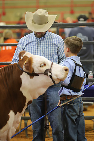 EastTexasStateFair-BritishHeiferShowmanship-53