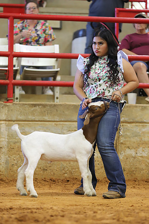 East Texas State Fair - Goat Show-139