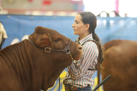 EastTexasStateFair-JBBAHeiferShowmanship-19