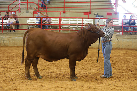 EastTexasStateFair-JBBAHeiferShowmanship-03