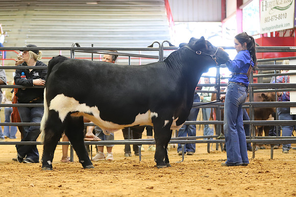 East Texas State Fair - Steer Show-117