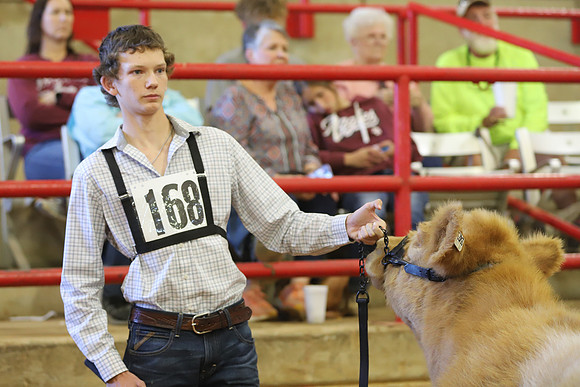 East Texas State Fair - Steer Show-077