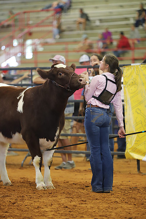 EastTexasStateFair-BritishHeifers-005