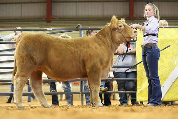 East Texas State Fair - Steer Show-081
