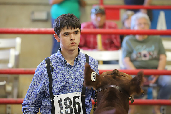 East Texas State Fair - Steer Show-112