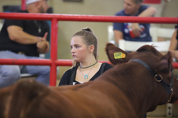 EastTexasStateFair-BritishHeifers-017