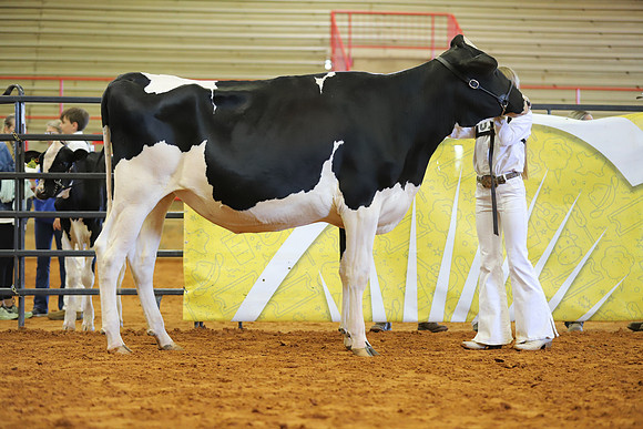 East Texas State Fair - Dairy Show-311