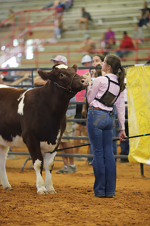 EastTexasStateFair-BritishHeifers-006