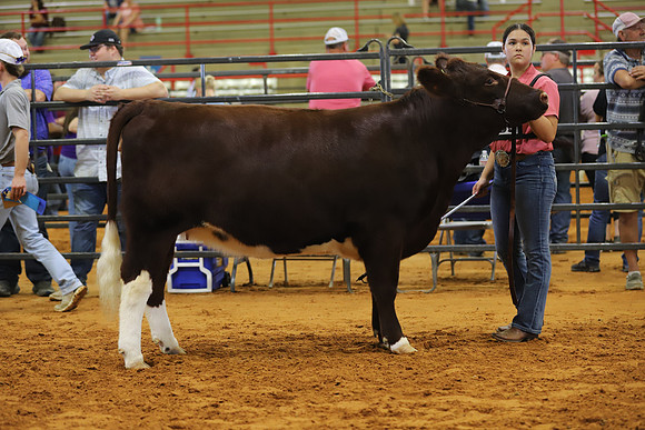 EastTexasStateFair-BritishHeifers-008