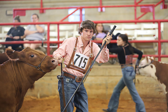 EastTexasStateFair-BritishHeiferShowmanship-47
