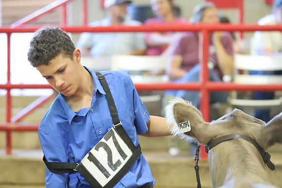 East Texas State Fair - Steer Show-089