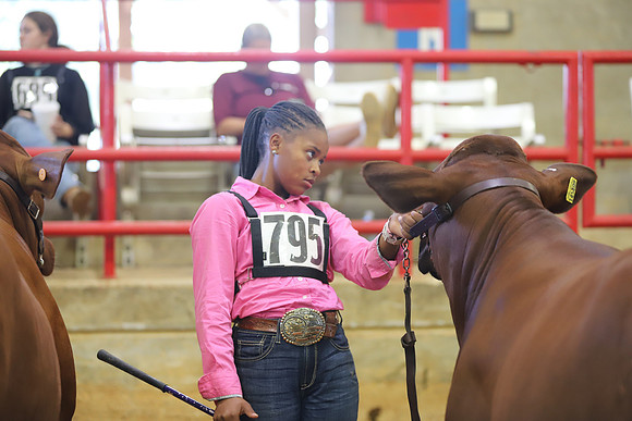 EastTexasStateFair-JBBAHeiferShowmanship-35