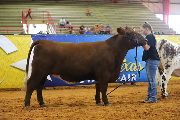 EastTexasStateFair-BritishHeifers-011