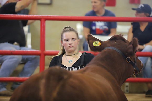EastTexasStateFair-BritishHeifers-019