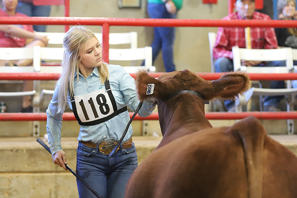 East Texas State Fair - Steer Show-106