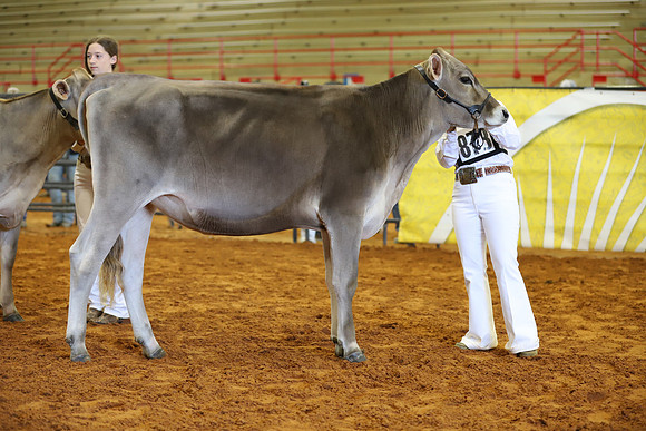 East Texas State Fair - Dairy Show-358