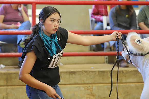 East Texas State Fair - Steer Show-079