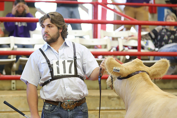 East Texas State Fair - Steer Show-074