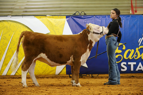EastTexasStateFair-BritishHeiferShowmanship-45
