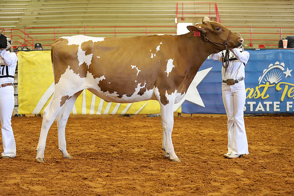 East Texas State Fair - Dairy Show-300