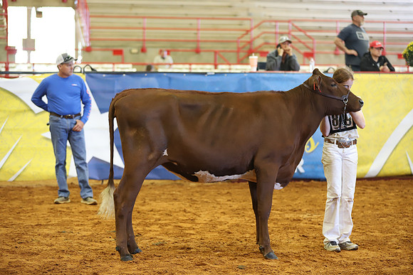 East Texas State Fair - Dairy Show-210