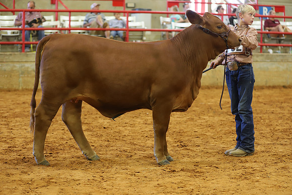 EastTexasStateFair-JBBAHeiferShowmanship-22