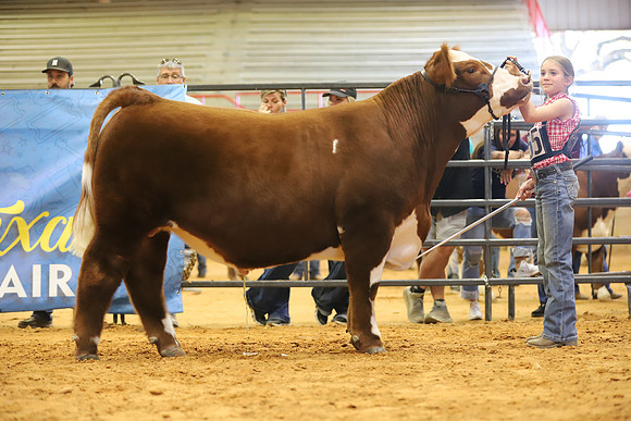 East Texas State Fair - Steer Show-101