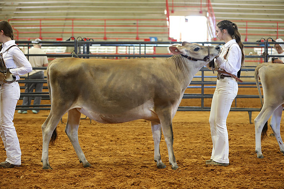 East Texas State Fair - Dairy Show-099