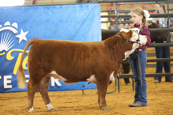 EastTexasStateFair-BritishHeiferShowmanship-61