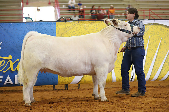 EastTexasStateFair-BritishHeifers-003