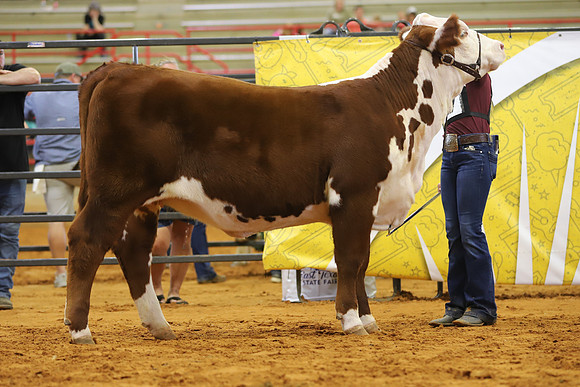 EastTexasStateFair-BritishHeiferShowmanship-58