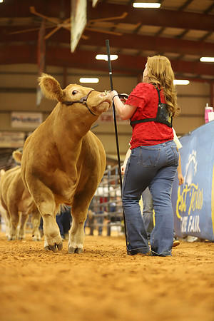 East Texas State Fair - Steer Show-1